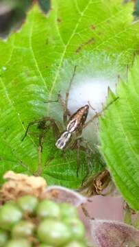 Image of Oxyopes lineatus Latreille 1806