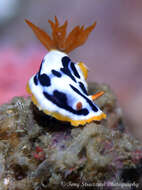 Image de Chromodoris strigata Rudman 1982