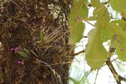 Image of Domingoa purpurea (Lindl.) Van den Berg & Soto Arenas