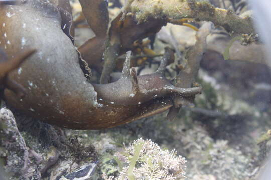 Image of walking sea hare