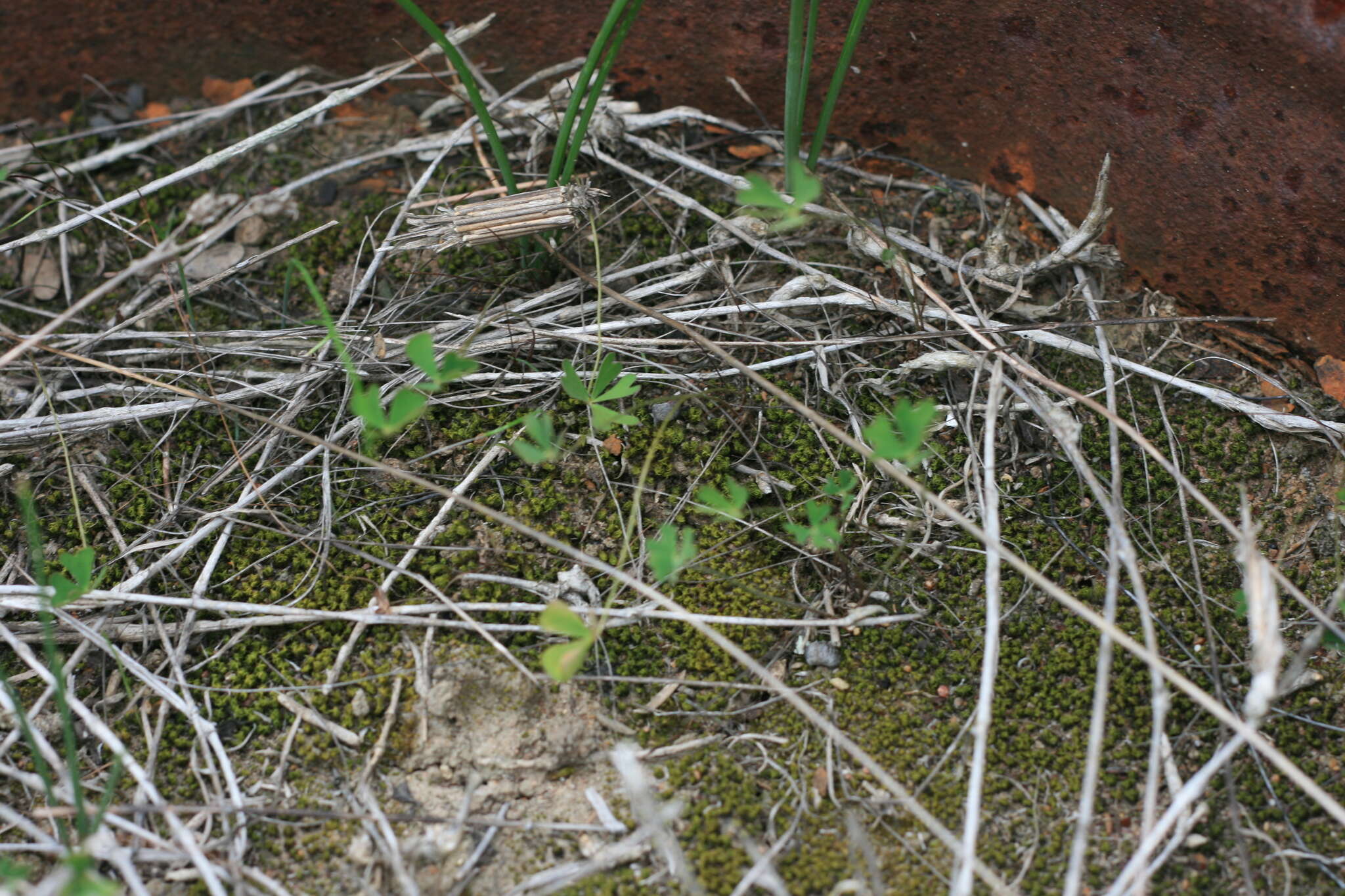 Image of Marsilea schelpeana Launert