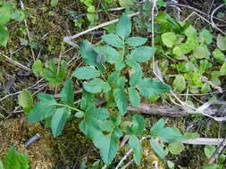 Image of Lyall's angelica