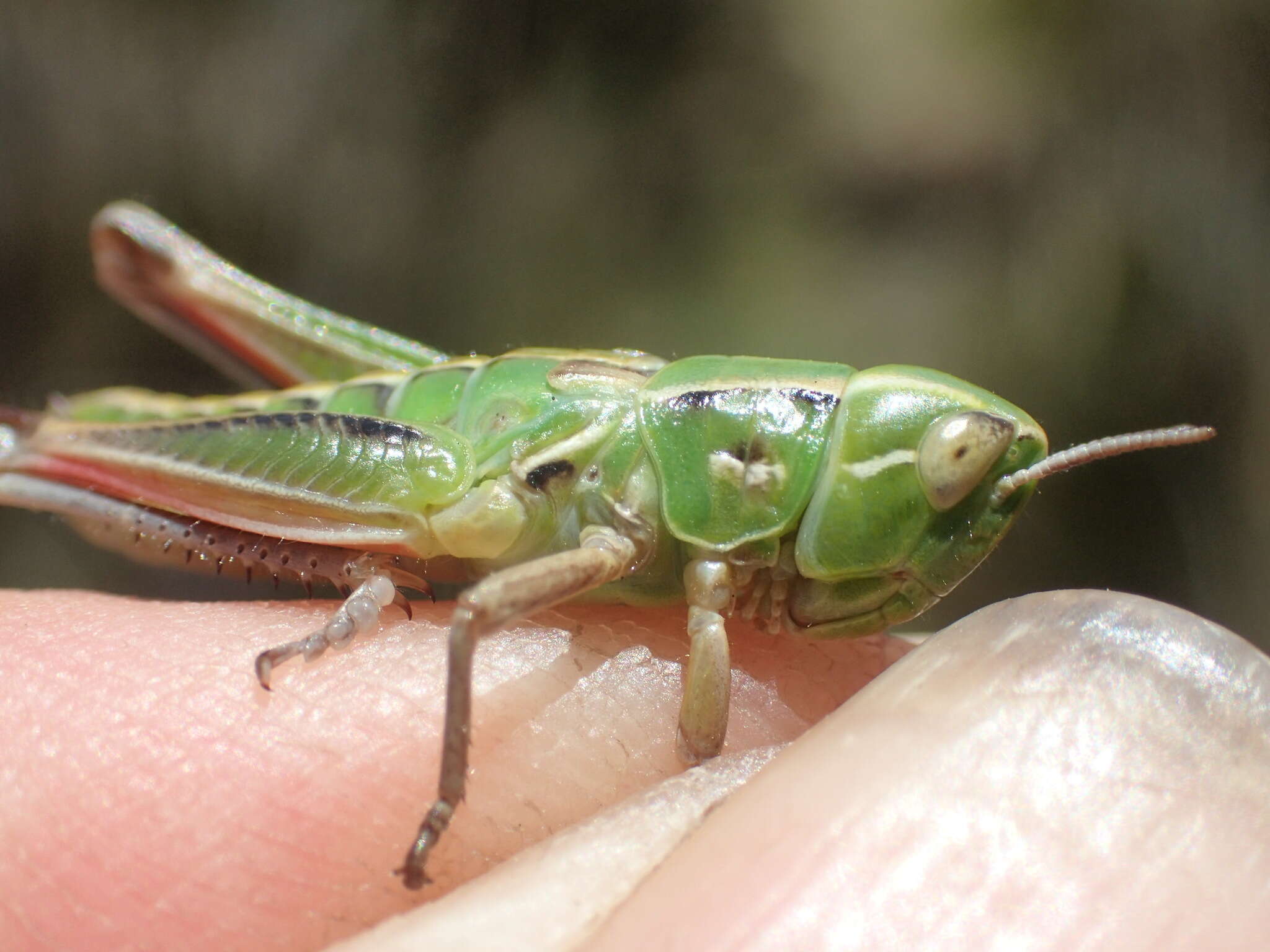 Image de Kosciuscola tasmanicus Rehn & J. A. G. 1957