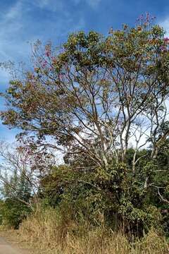 صورة Handroanthus heptaphyllus (Mart.) Mattos