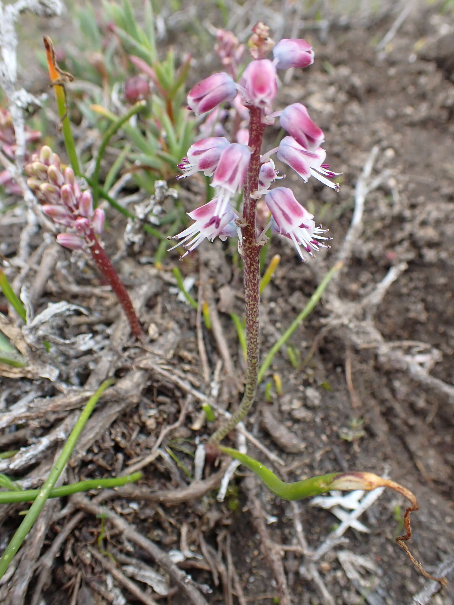 Image of Lachenalia juncifolia Baker