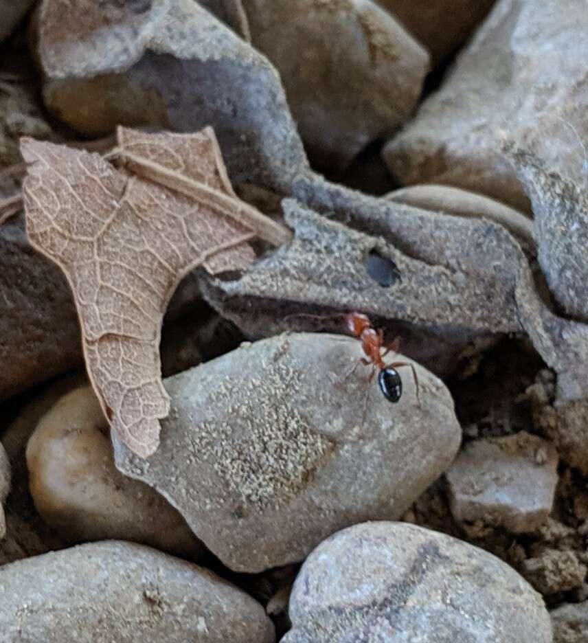 Image of Camponotus discolor (Buckley 1866)