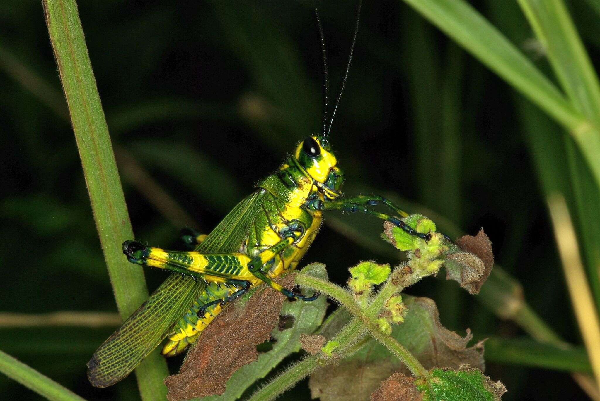 Image of Chromacris psittacus (Gerstaecker 1873)