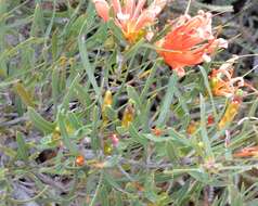 Image of <i>Lambertia <i>multiflora</i></i> var. multiflora