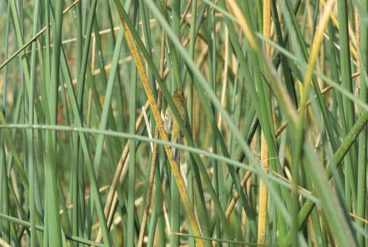 Image of Crested Doradito