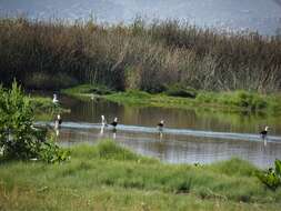 Image of Andean Avocet