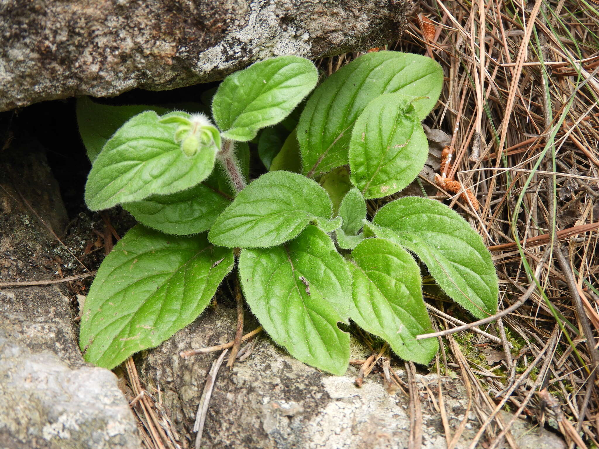 Image of Calceolaria parviflora Gill. ex Benth.