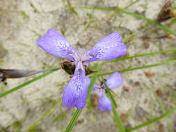 Mastigostyla cyrtophylla I. M. Johnst. resmi