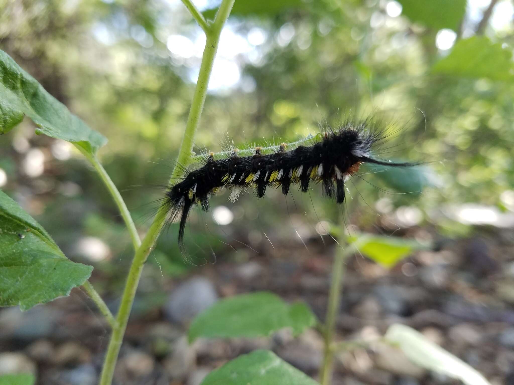 Image of Pudefacted Apatelodes Moth