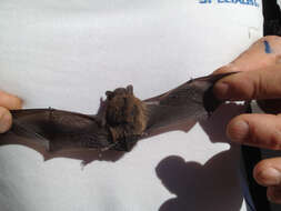 Image of Pipistrellini Tate 1942