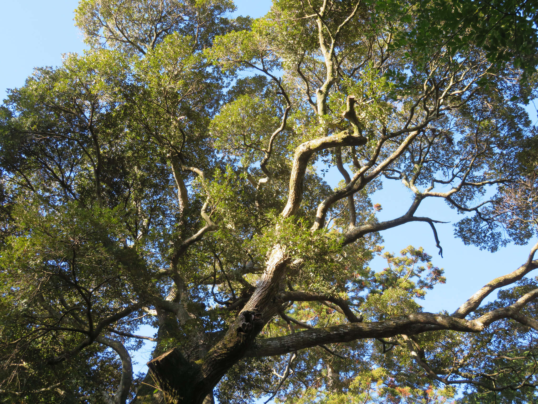 Image of Castanopsis sieboldii (Makino) Hatus.