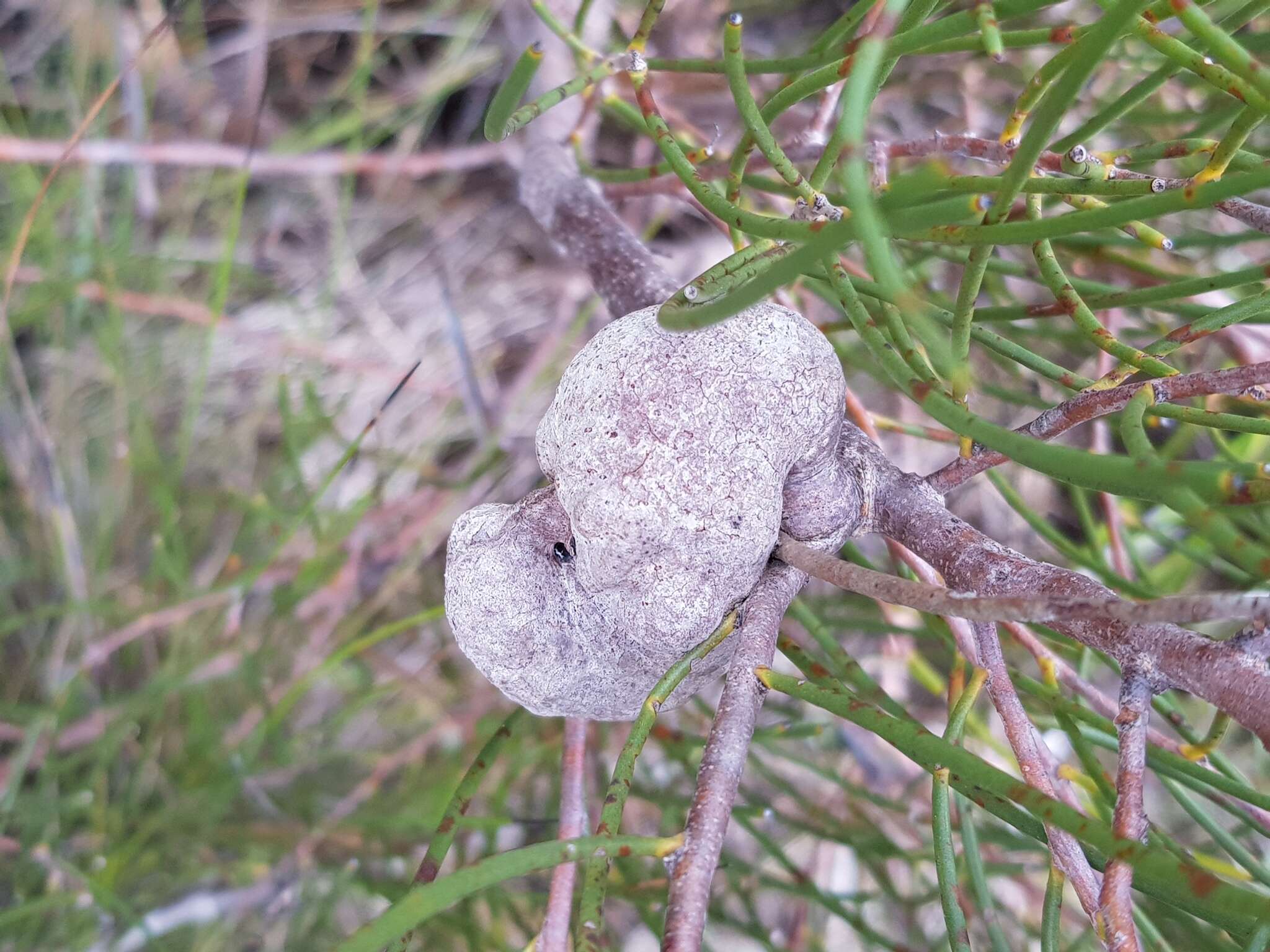 Imagem de Hakea rostrata F. Müll.