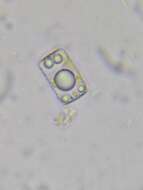 Image of <i>Odontidium mesodon</i> W. Sm.