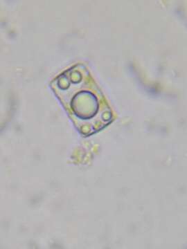 <i>Odontidium mesodon</i> W. Sm.的圖片