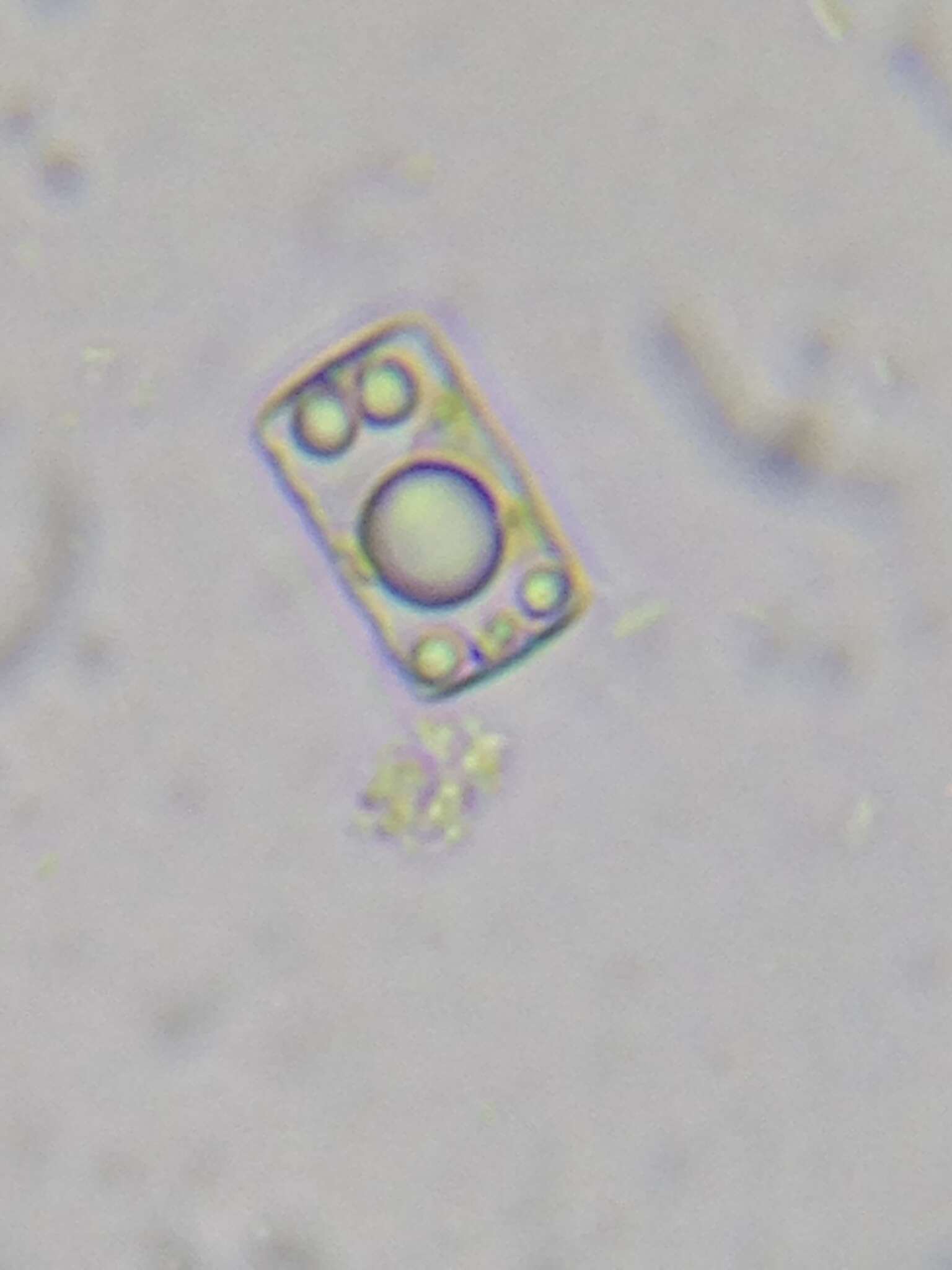 Image of <i>Odontidium mesodon</i> W. Sm.