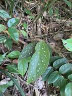 Imagem de Begonia maculata Raddi