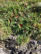 Fascicularia bicolor subsp. bicolor的圖片