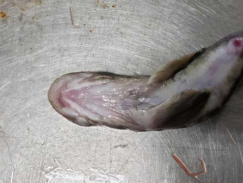 Image of Laval&#39;s eelpout