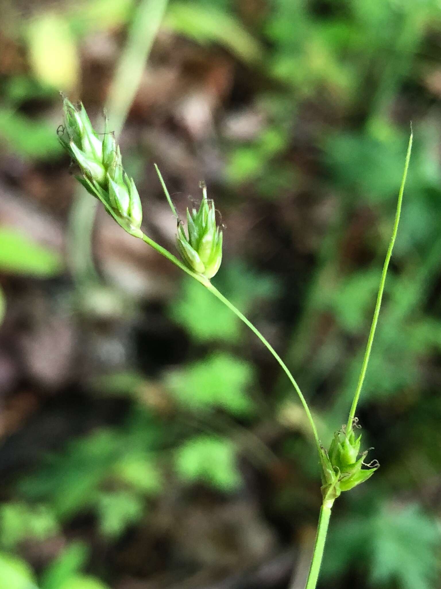 Image de Carex deweyana Schwein.