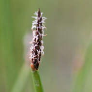 Imagem de Eleocharis limosa (Schrad.) Schult.