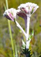 Image of Metalasia confusa Pillans