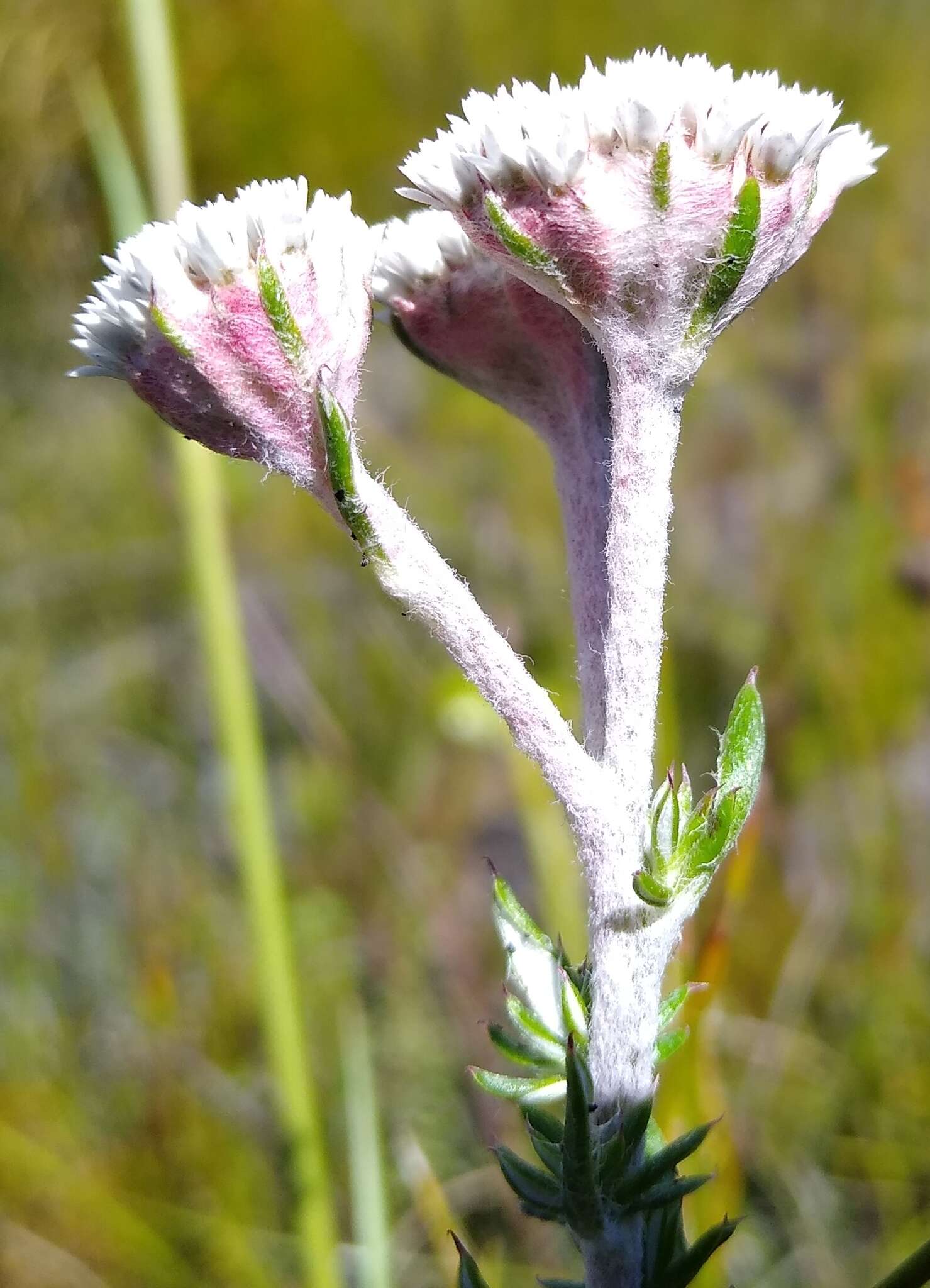Image of Metalasia confusa Pillans