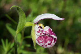 Image of Spotted lady's slipper