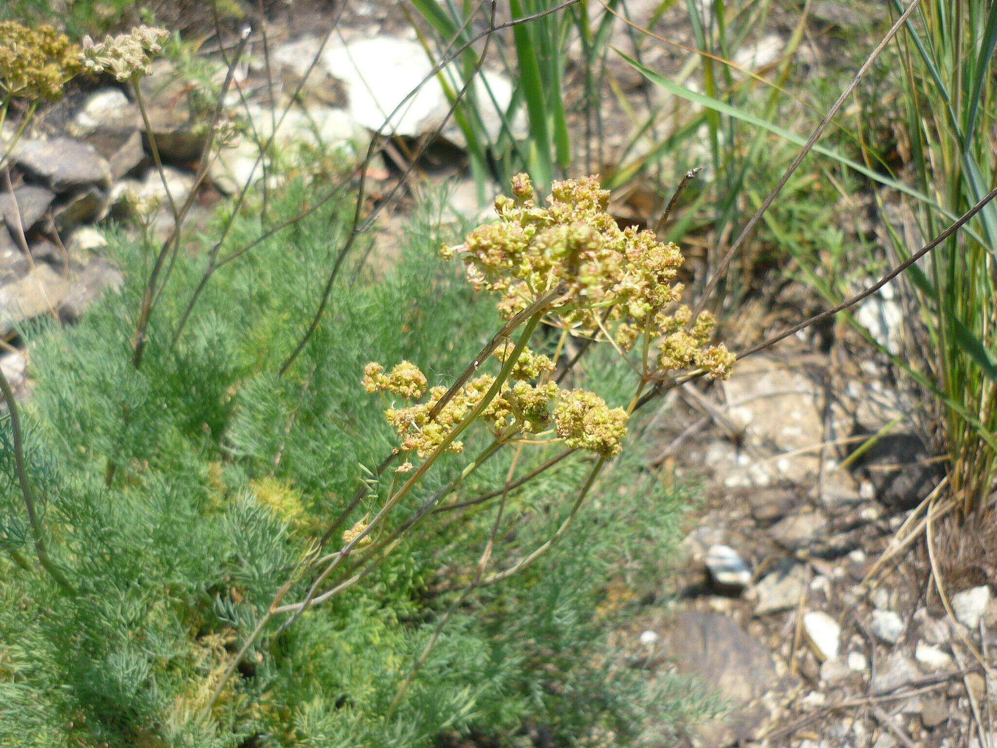 Image de Hippomarathrum ledebourii (G. Don fil.)