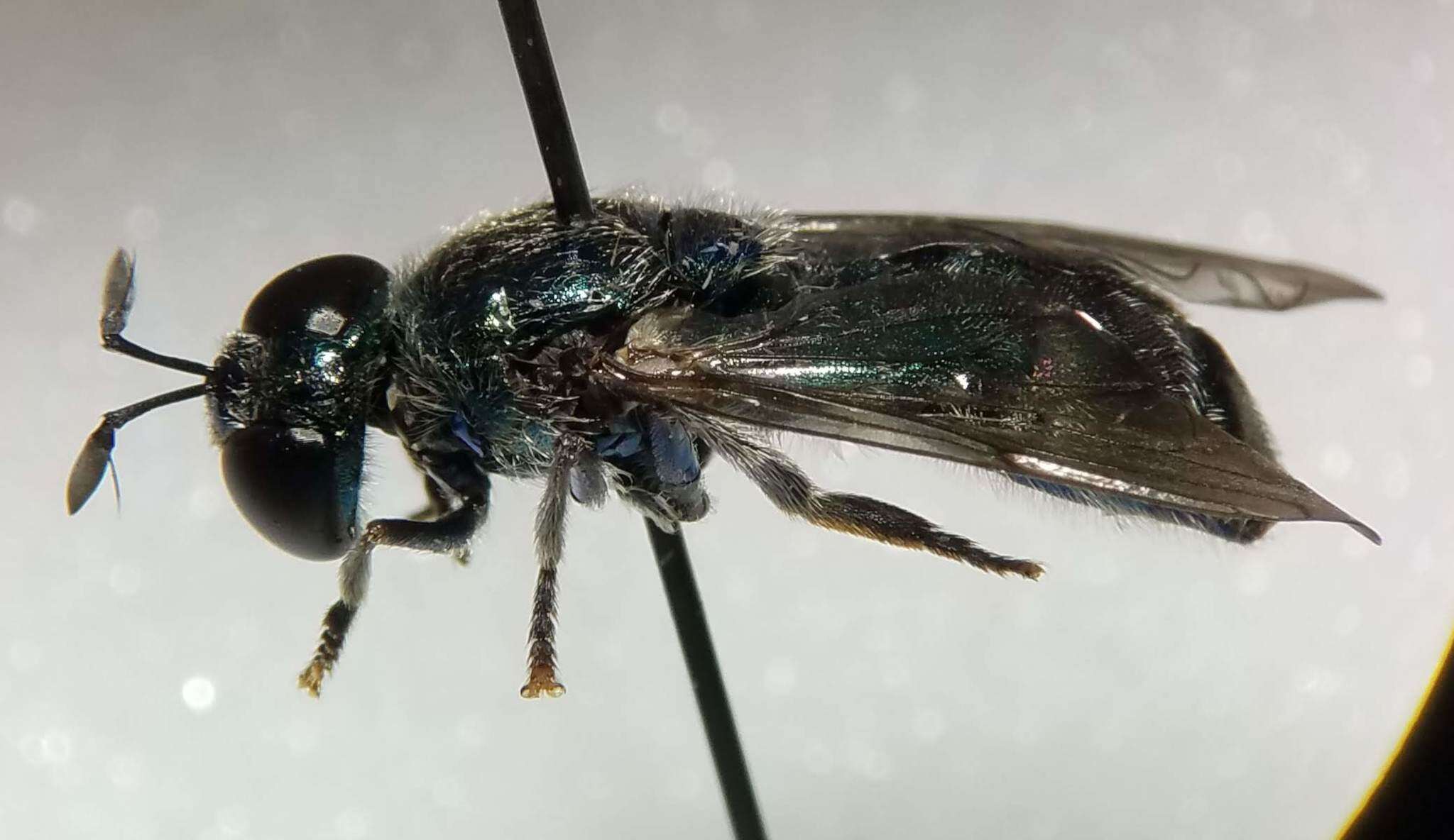 Image of Large Metallic Ant Fly