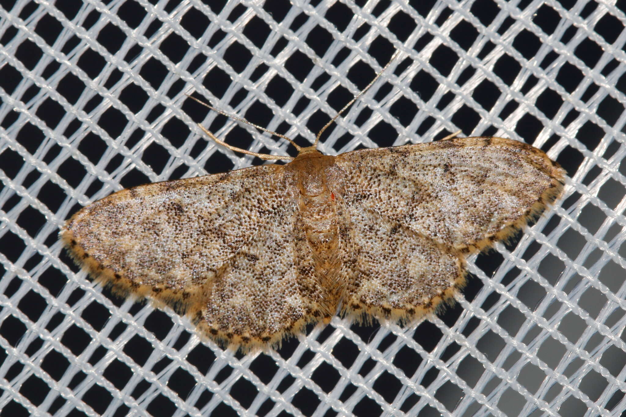 Image of Idaea libycata Bartel 1906