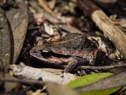 Image of Haswell’s Froglet