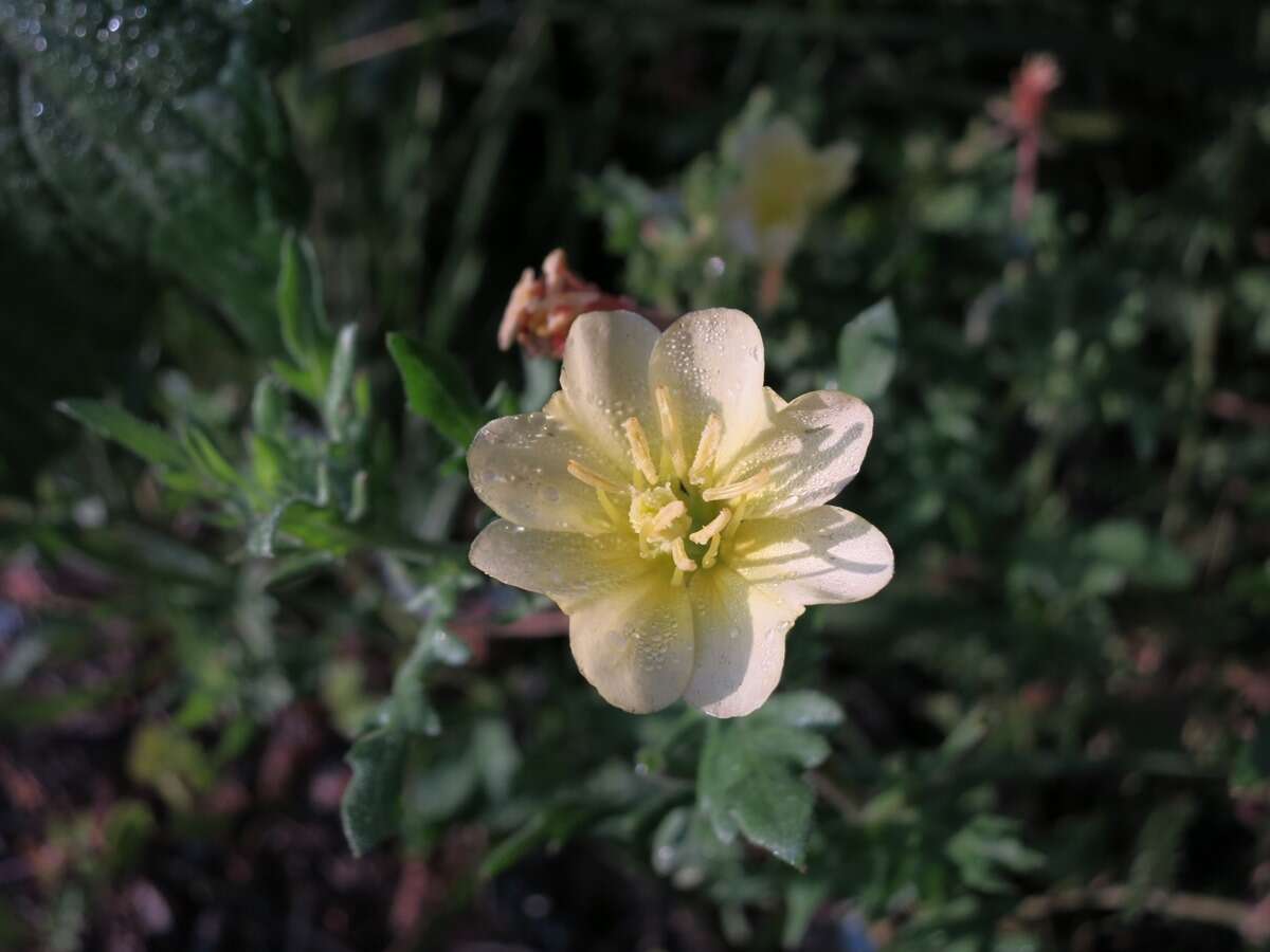 Imagem de Oenothera laciniata Hill