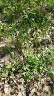 Image of early meadow-rue