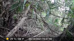 Image of Fire-footed Rope Squirrel