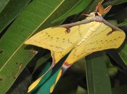 Imagem de Actias sinensis (Walker 1855)