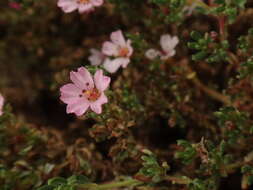 Image of Frankenia ericifolia Chr. Sm.