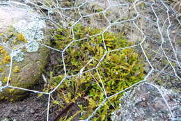 Image of Brachyscome sinclairii var. pinnata (Hook. fil.) Allan