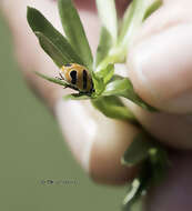 Image of Coccinella trifasciata perplexa Mulsant 1850