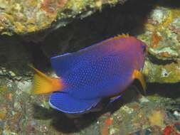 Image of Japanese Angelfish