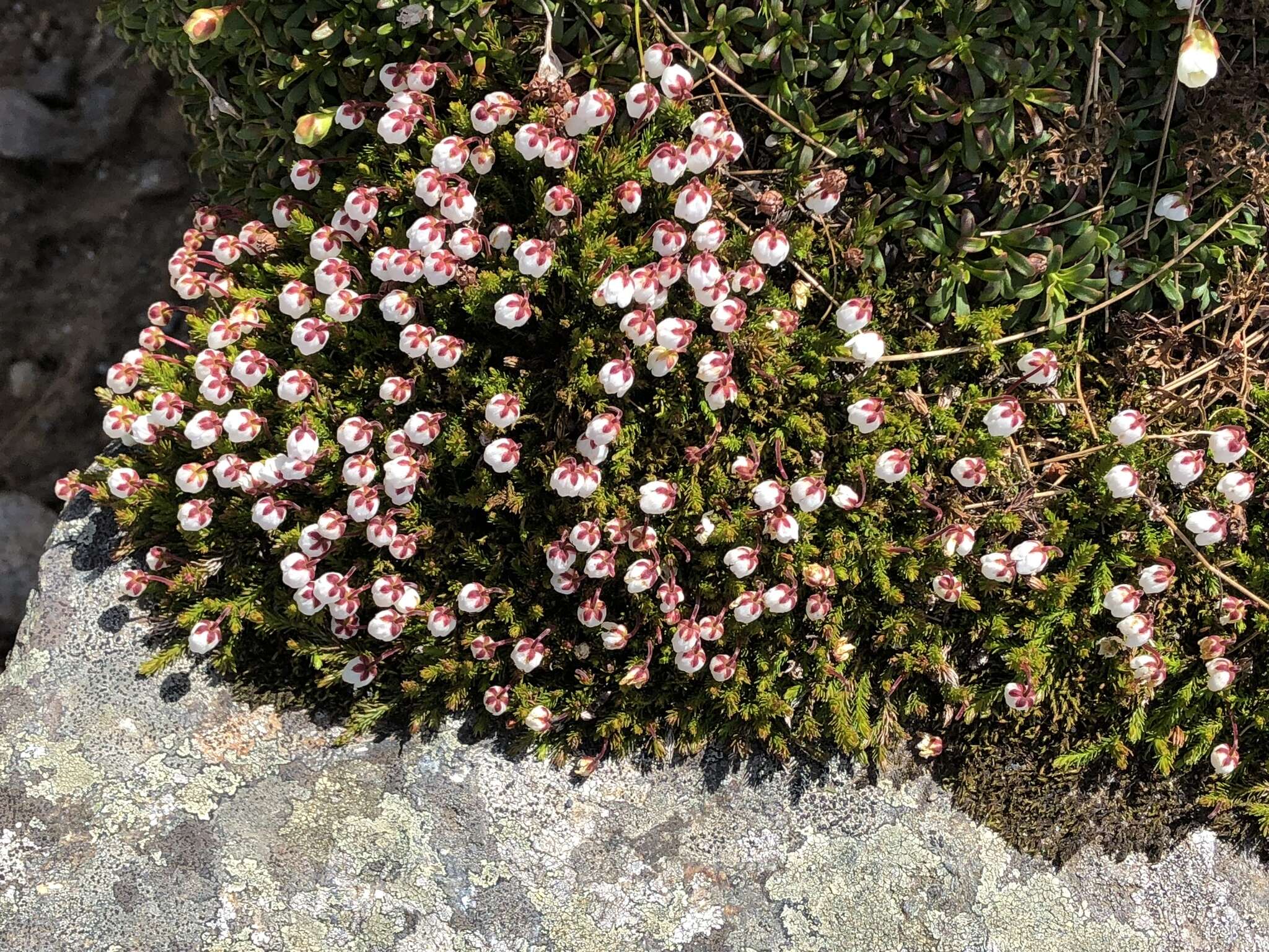 Imagem de Harrimanella hypnoides (L.) Coville