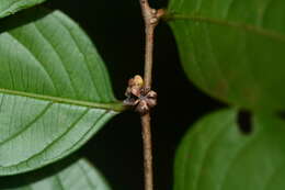 Image of Phyllanthus assamicus Müll. Arg.