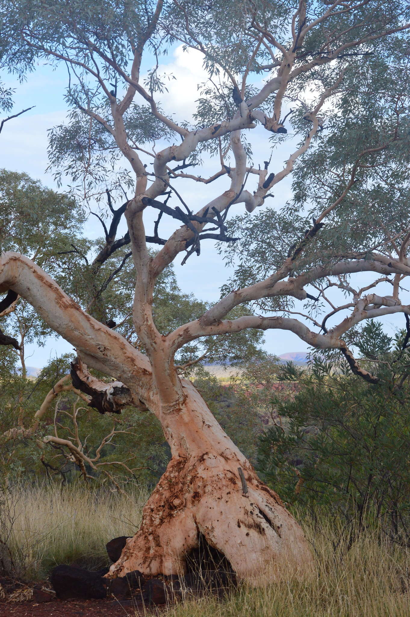 Image of Eucalyptus leucophloia M. I. H. Brooker