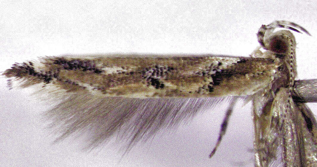 Image of cosmet moth