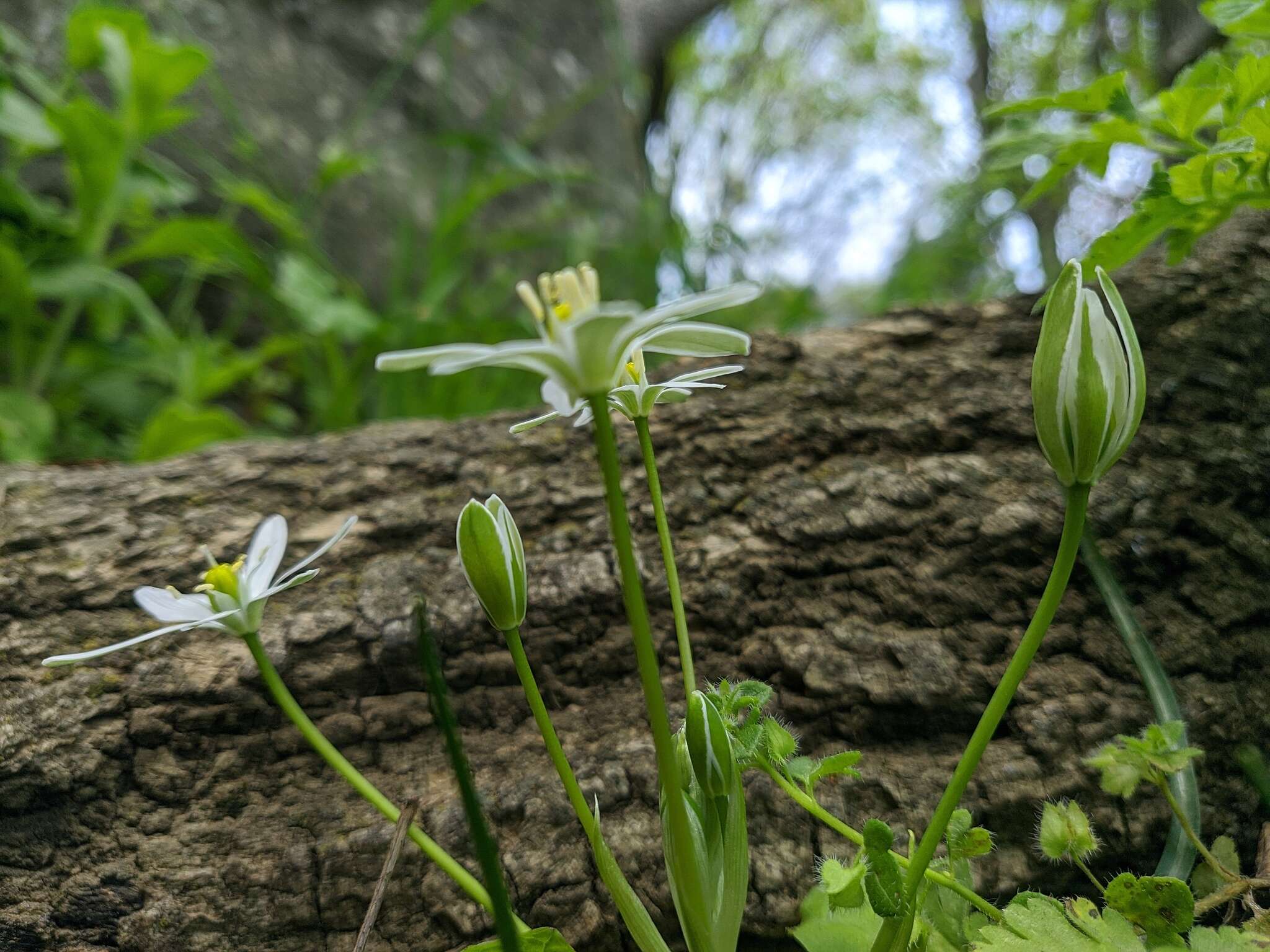 Image of Ornithogalum woronowii Krasch.