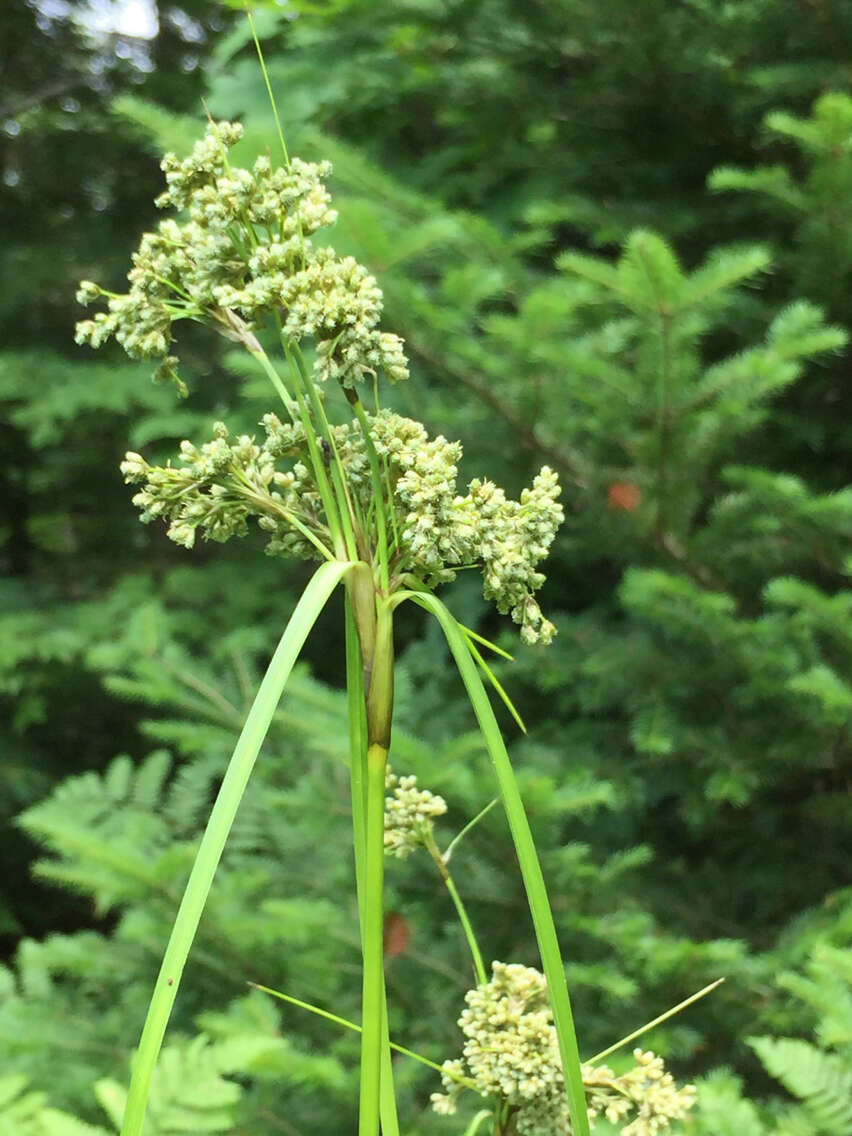 Sivun Scirpus atrocinctus Fernald kuva