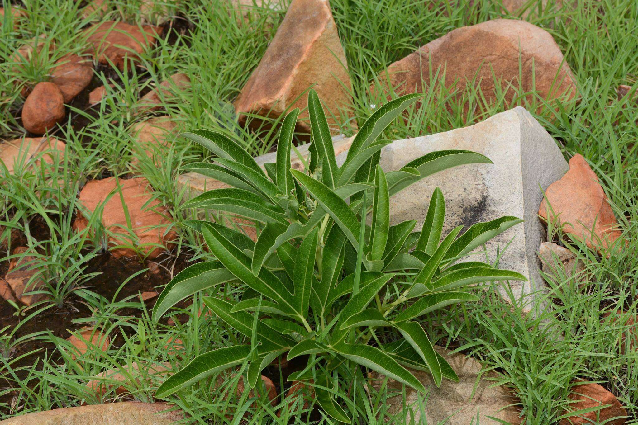 Image of Jatropha heynei N. P. Balakr.